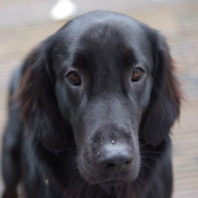Flat coated Retriever mit Herz und Hirn.
Holsteiner durch und durch.