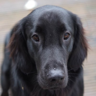 Flat coated Retriever mit Herz und Hirn.