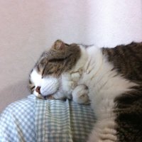 まんまる猫🇹🇼台湾華語勉強中(@hotan12345) 's Twitter Profile Photo