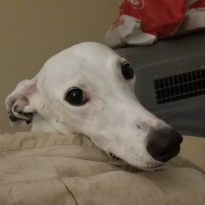 BredBoy01's profile picture. 🇵🇸 he/his. Co-Chair of DSA's national's NIMBY Working Group. Mutuals: @peppyhare66