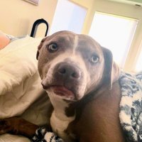 Amanda M (@nmspinach) 's Twitter Profile