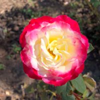 Susan Baker (@sueceela) 's Twitter Profile Photo Susan Baker (@sueceela) 's Twitter Profile Photo