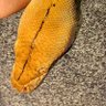 JIMReptiles's profile picture. Breeder of Super Dwarf Reticulated Pythons and Ball Pythons
