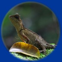 Herpetological Journal(@HerpJournal) 's Twitter Profile Photo