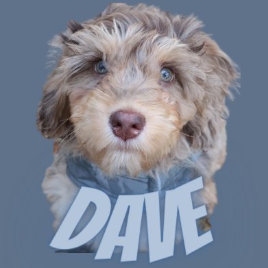 Dave the Doodle Dog 🐾