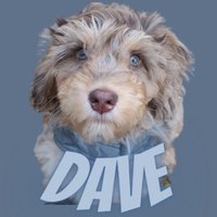 Dave the Doodle Dog 🐾(@davethe_doodle) 's Twitter Profile Photo