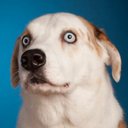 WeRateDogs®'s avatar