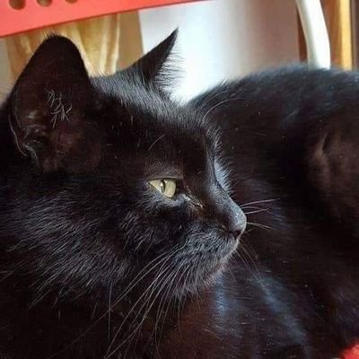 AntoniettaGuio8's profile picture. @guioantonietta8