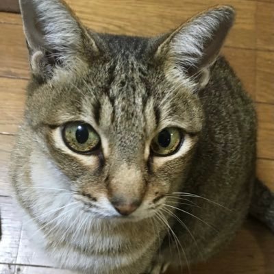 蒼い黒猫さんのプロフィール画像