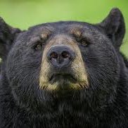 vauxhall_bear's profile picture. 