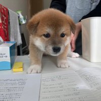 むー@買取再販(1) (@fp2139487975) 's Twitter Profile