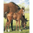 RuddickStables's profile image