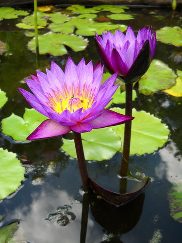 Vivero Acuatico “La Barcina” Nos especializamos en la Produccion y Venta de Plantas Acuaticas,Peces e Insumos para Estanques.
Lotos y Nenufares. Asesoramiento.