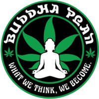 Buddha Plan (@buddha_plan) Twitter profile photo