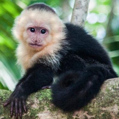 monkeys_mind's profile picture. primate not pet