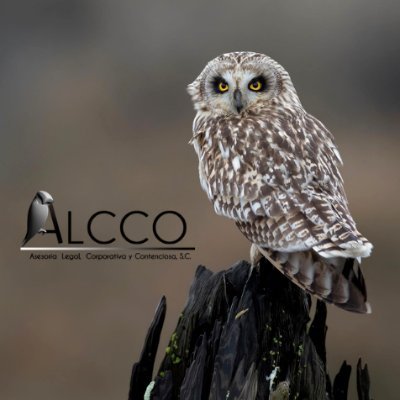 alcco_mx's profile picture. Abogados y Consultores en Negocios. Firma que te dará respaldo, soporte y consejo técnico especializado en la toma de tus decisiones. consultas.alcco@gmail.com