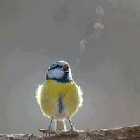 Jeannie C (@roziebird) 's Twitter Profile