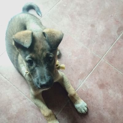 gryfeysai's profile picture.
