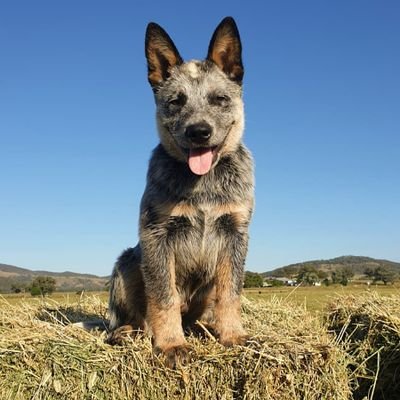 Aussie blue cattle dog!!! Cutest farm pup out.