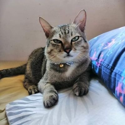 MochiMing01's profile picture. Basta si Sha ni ah