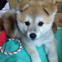 との (@sakura_ninja) 's Twitter Profile