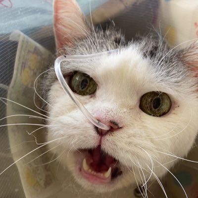 慢性腎不全の猫・フクちゃん、1年間の闘病の末16歳で安らかに旅立ちました。 現在はアメリカ人兄弟(銀仁朗と縞仁朗)とツトム、フランス人美少女(すゞめ)、小羊猫(らむね)がおります。#アメリカンショートヘアー #シャルトリュー #ラムキン