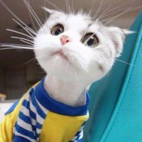 Kousan (@kousanp) Twitter profile photo