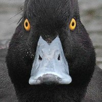 R.Osbeeff ππ²πΊ π²π³ (@osbeeff) 's Twitter Profile
