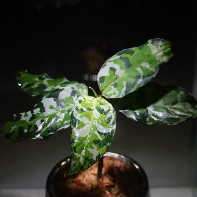 UNDRIED TOKYO(アンドライド トーキョー)は、
熱帯雨林植物のアグラオネマを専門に販売・育成サポートをしている国内唯一のお店です。
初級者にも安心の充実した保証やアフターケアなど、潤いのある植物体験を提供します。
HP:https://t.co/D7evvPlwt9