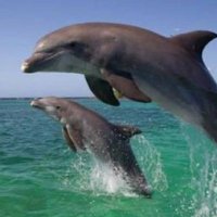 Dolphin safari chilika (@chilikadolphin) 's Twitter Profile