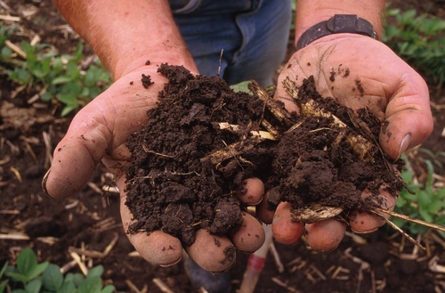 I edit the Land Stewardship Project (LSP) Letter and am the author of Wildly Successful Farming (2018 UW Press). I also produce LSP's Ear to the Ground podcast.