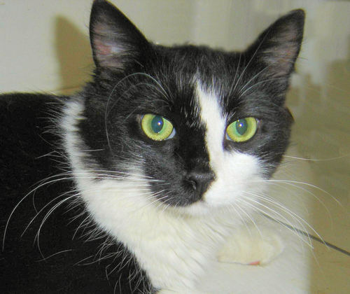 Orion_the_Cat's profile picture. Hi I am Sherri-Ann's cat! Get your cat on Twitter and Catster, too!