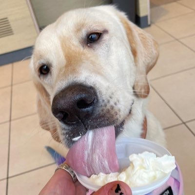 Pickle - Assistance Dog 🐕🦺 That dog on TikTok with the gay tail 🌈 Peaches - long coat chihuahua breaking negative breed stereotypes 💕