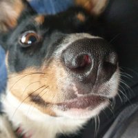 Twiglet the dog(@TwigletCollie) 's Twitter Profile Photo