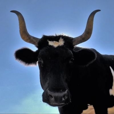 Community owned 210 acre biodynamic social farm, on the Blackwater Estuary. socialfarming@lauristonfarm.co.uk