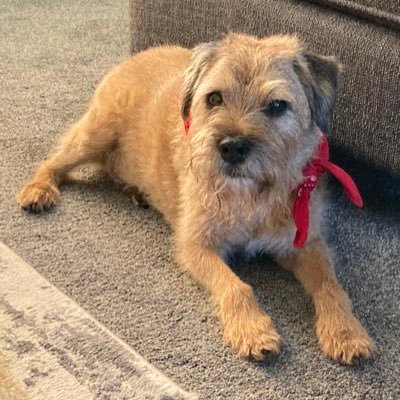Grumpy Border Terrier hard of hearing and stubborn, can be found snoozing, sniffing, bimbling along and whining for noms.🐶#BTPosse