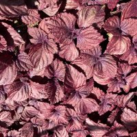 中村園　中村健一 (@nakamuraenceo) Twitter profile photo