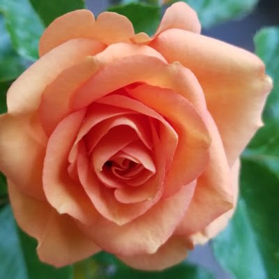 ringopanna3310's profile picture. 渡辺美里さんSuperflyさん桑田佳祐さん（ファンクラブ入会順💖）
🌹シャンテロゼミサト、他にミニバラも栽培中
🌸桜の種類をたくさん知りたい
桜やバラの咲いている場所が好き