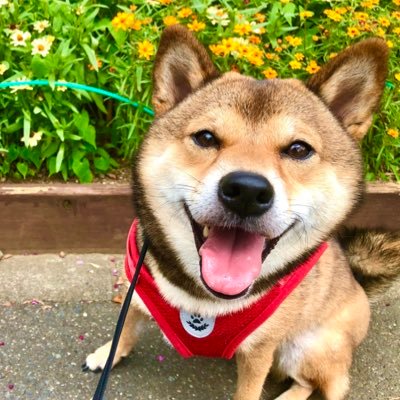 日本犬🐕胡麻柴犬のおつむさん。【shibainu-tsumu】💕follow me!! /💤投稿休止につき見る専/ ◎いいね,無言フォロー大歓迎 /🎂2018年7月19日生 / 豆柴くらい小さめ癒し系/✖Reproduction prohibited.(転載禁止)/✖NO!!DM(未読スルー致します)