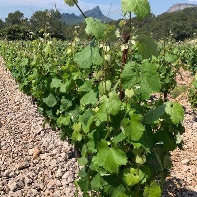 💃🏻Je partage mes dégustations🍷et ♥️je t’emmène dans les vignes 🍇