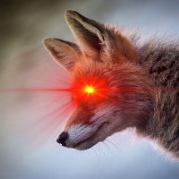 Rene (@bitcoin_rene) 's Twitter Profile