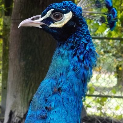 Jaff9009's profile picture. 愛看圖