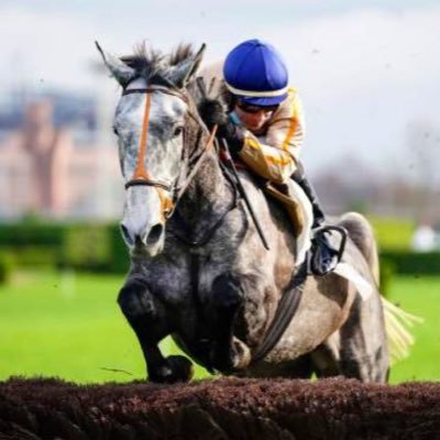 Élevage de chevaux d’obstacle en Bourgogne