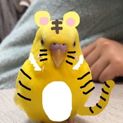 主に飼っているセキセイインコ(きくぞう)について書いています🐥2019年8月生まれ ルチノー (men's)メガバクテリア•そのう炎の治療を頑張りました✌️💊キイロいトリさん贔屓気味かもしれません😅イラストはことり工房チルチルさんに描いてもらいました(๑˃̵ᴗ˂̵)