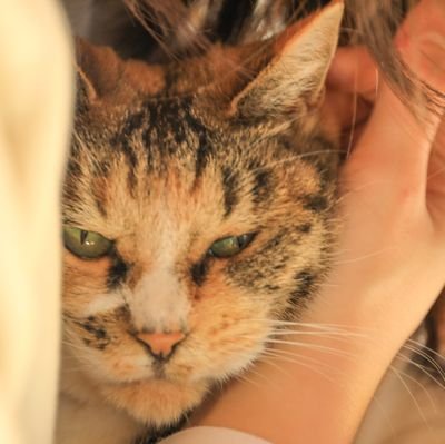 のんびり写真撮ってます。
写真あげる用のアカウント作りました。
あんまり呟かないかも。
猫と花と鉢植えとコス撮と手の写真のアカウントです
アイコンは実家の猫！
ヘッダーも実家の猫！！【手のモデルさん募集中です！ 気軽にDMください✨】