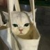 🖤 (@pugfv) Twitter profile photo 🖤 (@pugfv) Twitter profile photo