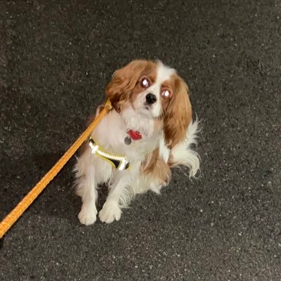rinrinshiongo's profile picture. キャバリアのシオンくん！2020年9月23日生まれ🐶 シオンくんの前にはキャバリアのりんごちゃん🍎を飼っていました。飼い主はKPOP、ballet、漫画、ゲームなどいろんなもの好きなオタクです🙇‍♀️ まったり更新💦