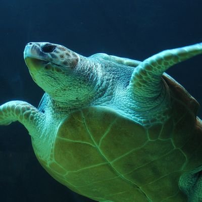 @geobuggeobug