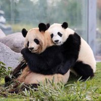 KUNFU PANDA 🐼🇬🇭 (@hi_rabious) 's Twitter Profile