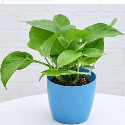 thedeepinsight's profile picture. The deep insight #Astrology #VastuShaatra #Chakra #DMIT #Tarot